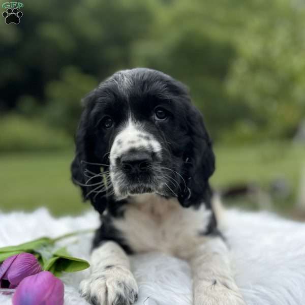 Dallas, English Springer Spaniel Puppy